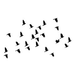 Groep vliegende vogels